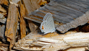 22nd Aug 2022 - Eastern tailed-blue wings closed