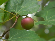 22nd Aug 2022 - Ripening Grape in Backyard 