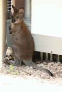 17th Aug 2022 - Wallaby Joey Time Out