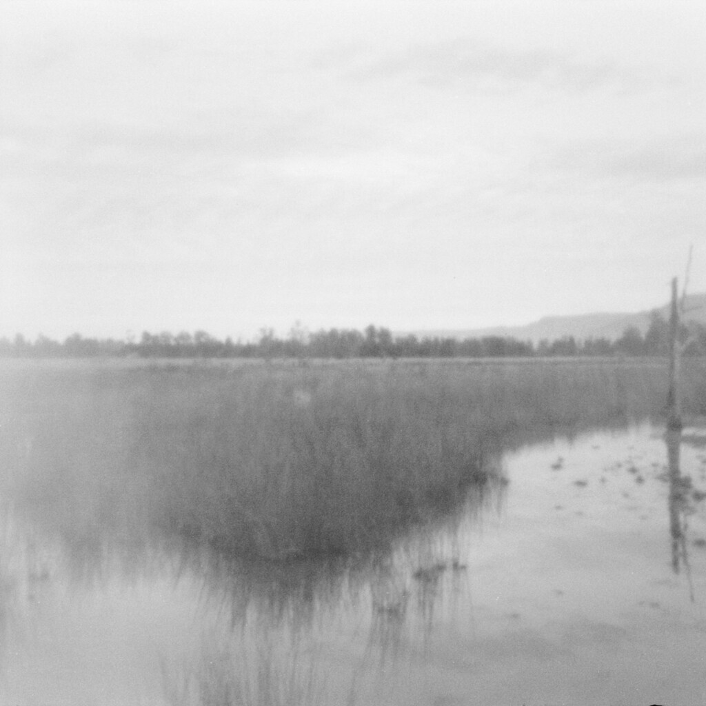 Swampy field by peterdegraaff