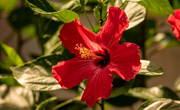 22nd Aug 2022 - Hibiscus Flower!