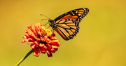 22nd Aug 2022 - Monarch Butterfly!