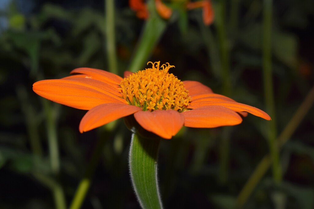 Orange flower on my evening walk. by sandlily
