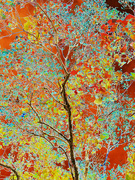 23rd Aug 2022 - Abstract Solarized Tree