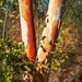 gum tree that's not a salmon gum by pusspup
