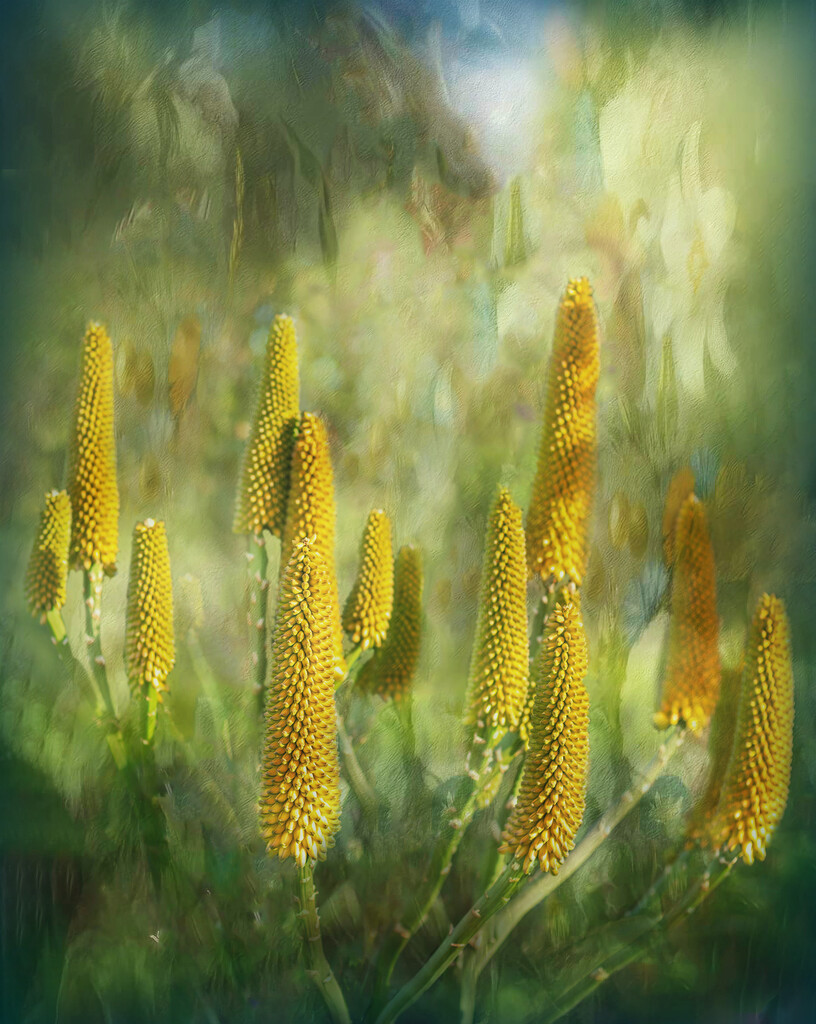Faffed Aloes by ludwigsdiana
