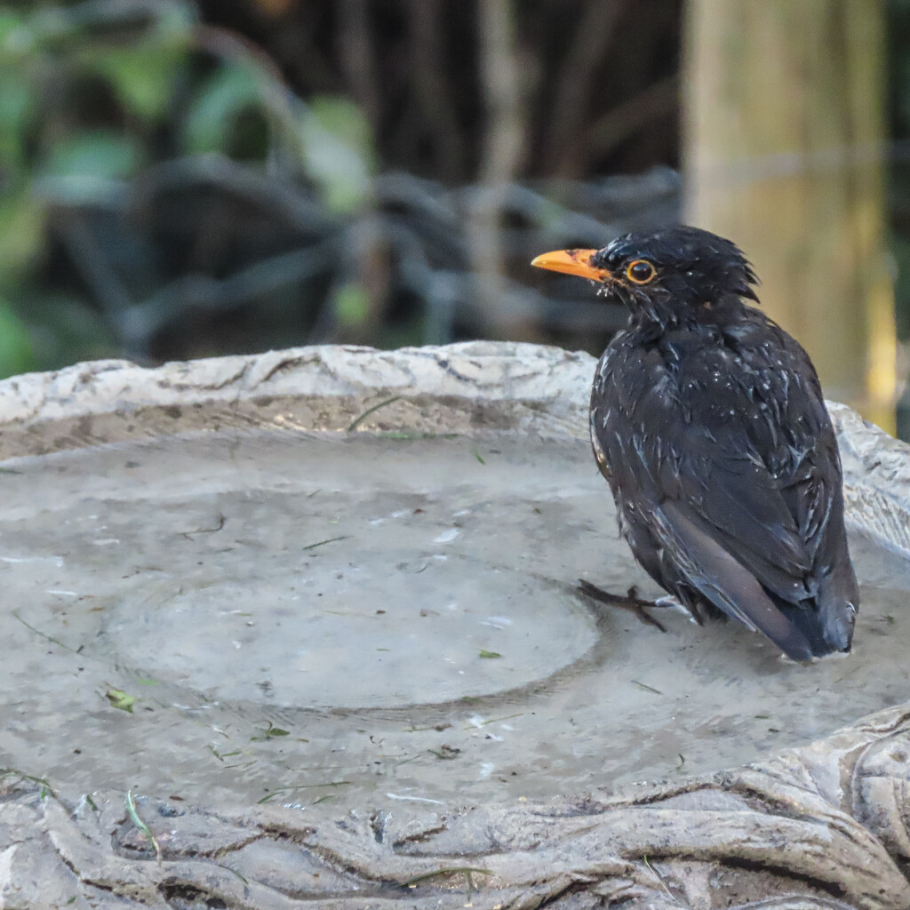 Damp Blackbird by mumswaby