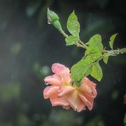 21st Aug 2022 - Just a Rose