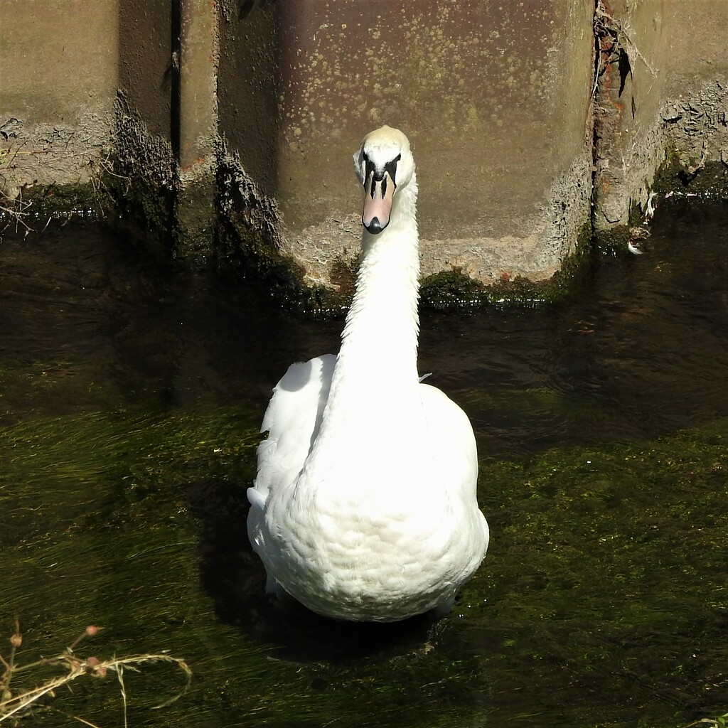 Swan  by oldjosh