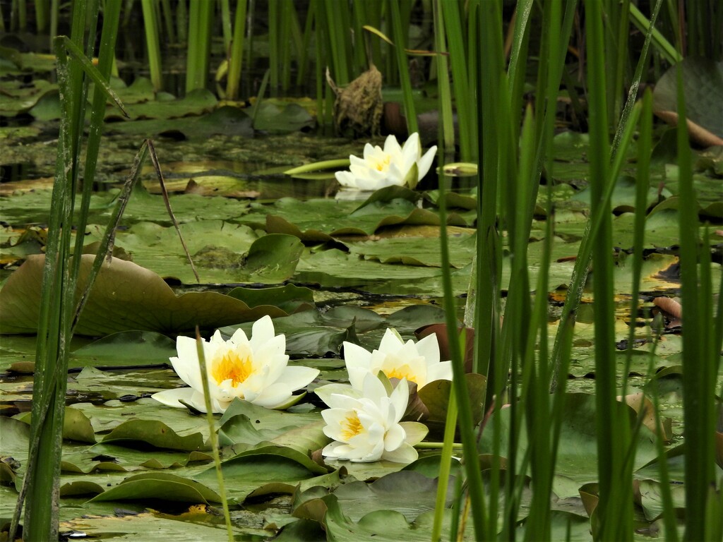 Water Lilies by oldjosh