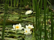17th Aug 2022 - Water Lilies