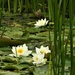 Water Lilies by oldjosh