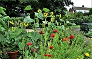 23rd Aug 2022 - Sunflowers and red poppies.