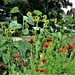 Sunflowers and red poppies. by grace55