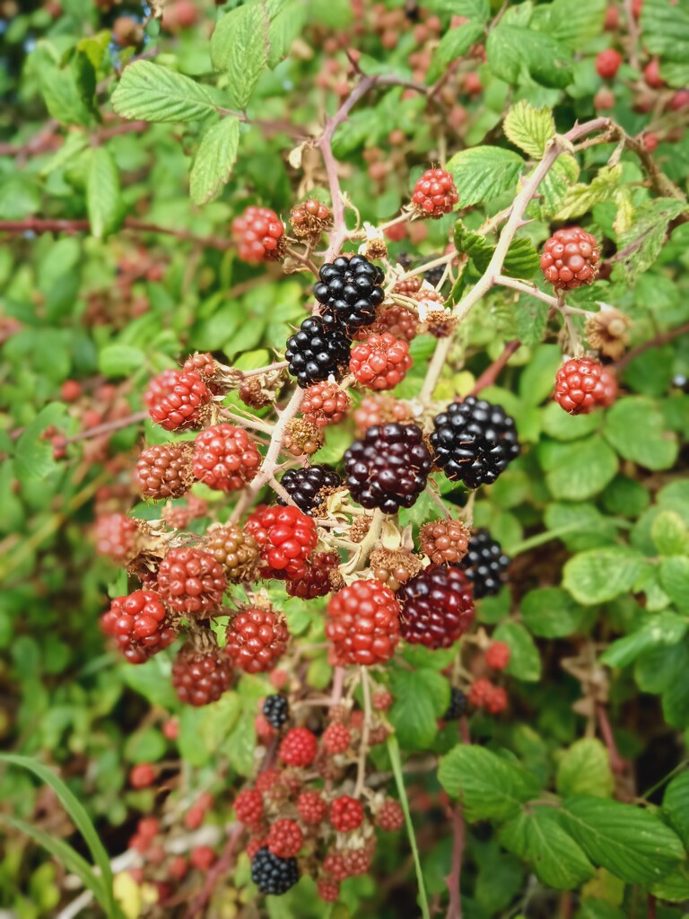 Autumnal blackberries  by 365projectorgjoworboys