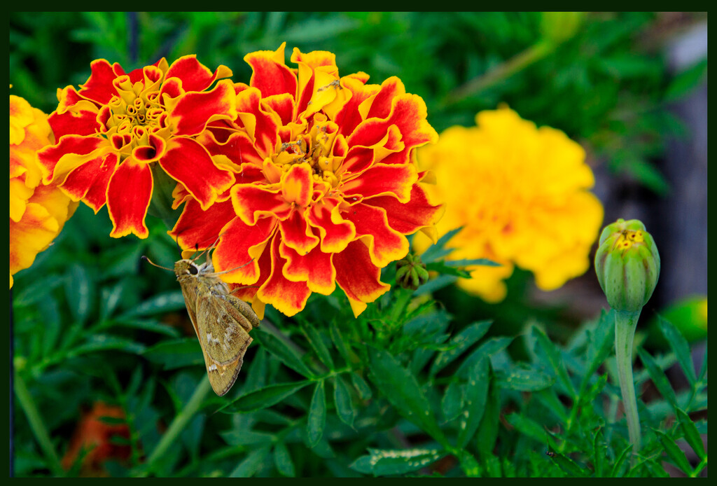 Moth on a Flower by hjbenson