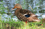 23rd Aug 2022 - Female Mallard Duck