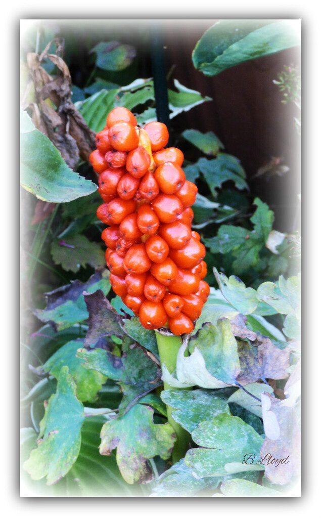 Jack-in-the-pulpit .  by beryl