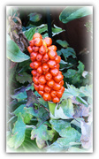 24th Aug 2022 - Jack-in-the-pulpit . 