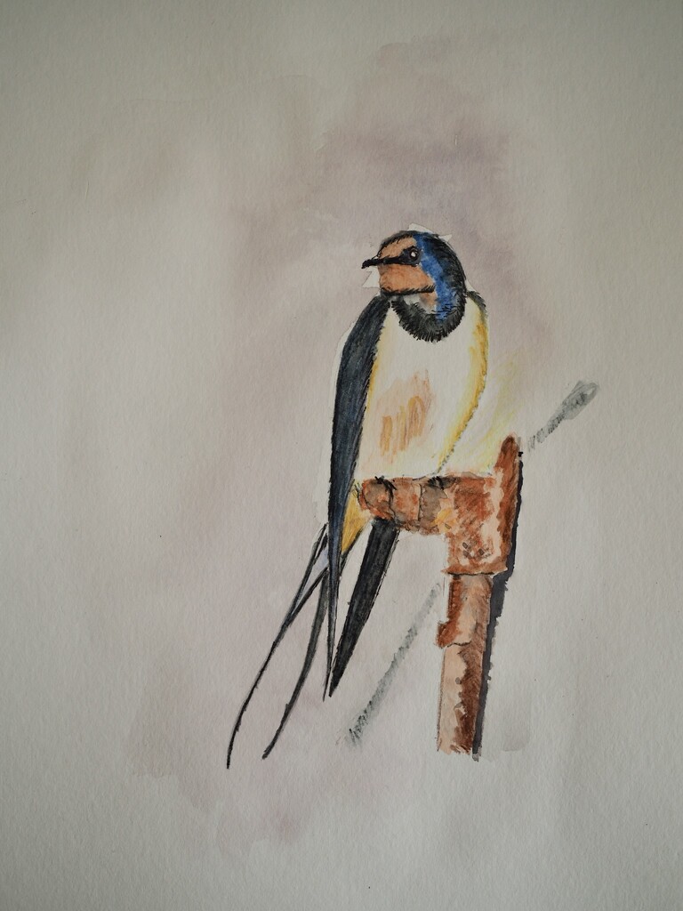 Barn Swallow by delboy207
