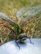 23rd Aug 2022 - Tired Dragonfly