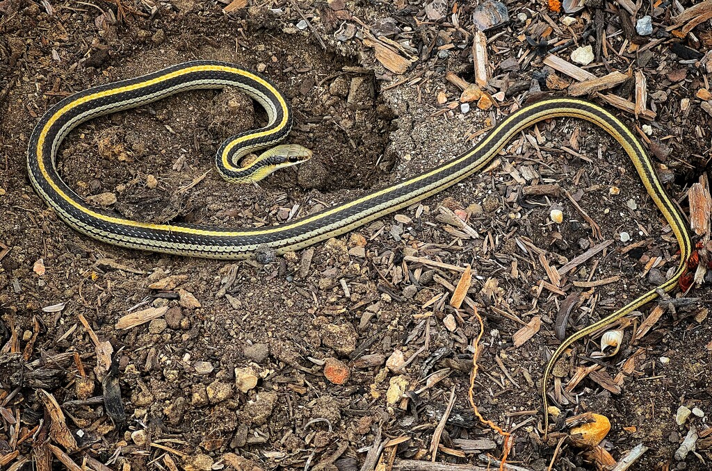 Garter Snake  by dkellogg