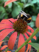 23rd Aug 2022 - Bumble Bee