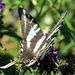 Zebra Swallowtail by rhoing