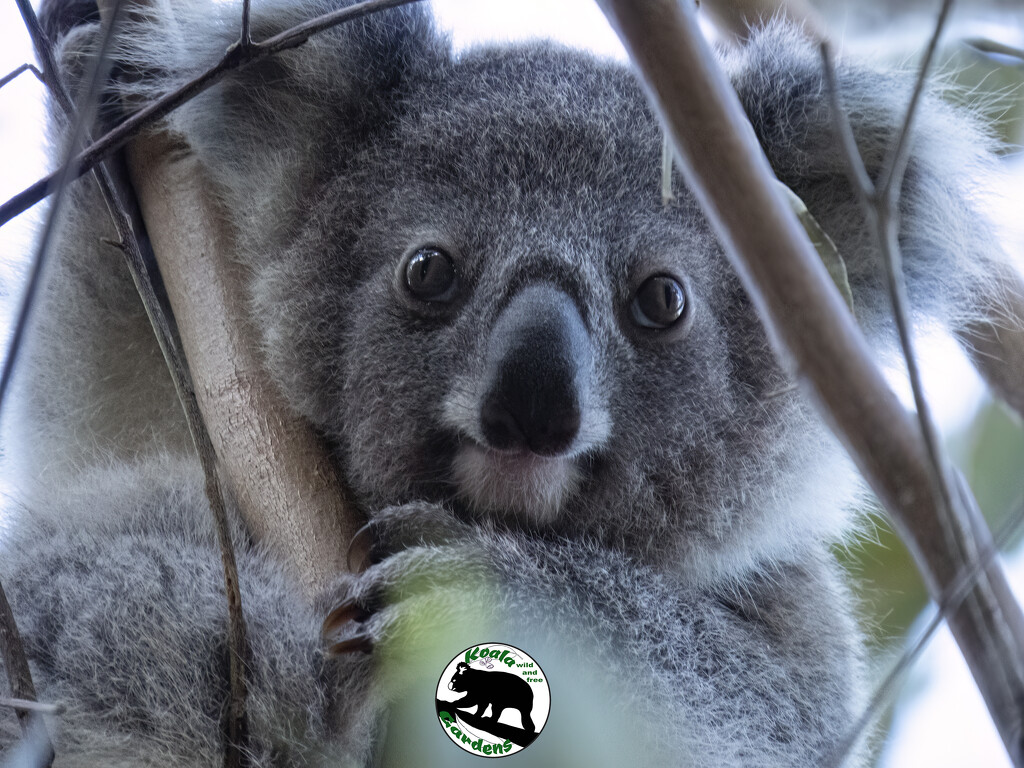 I see you Hope by koalagardens