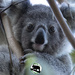 I see you Hope by koalagardens