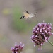 Hummingbird Hawk Moth by phil_sandford