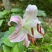 Lilium by sunnygreenwood