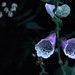 Foxgloves in the evening light. by 365jgh