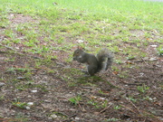 23rd Aug 2022 - Squirrel Eating in Side Yard 
