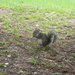 Squirrel Eating in Side Yard  by sfeldphotos