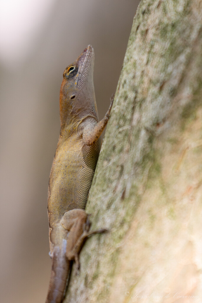 Another Anole by ingrid01
