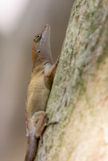 23rd Aug 2022 - Another Anole