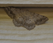 23rd Aug 2022 - Camouflage Moth