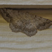 Camouflage Moth by cwbill