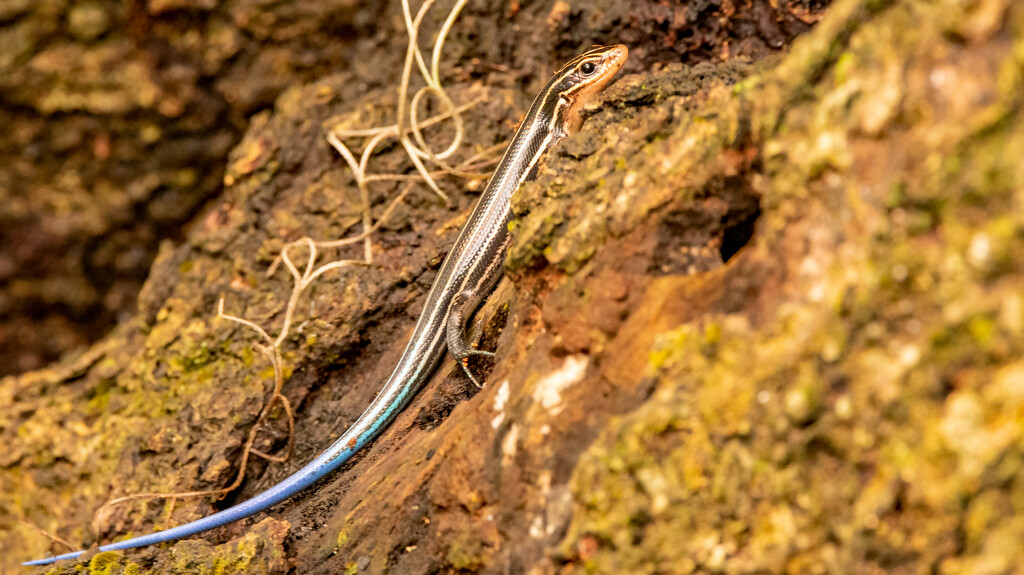 Blue Tailed Skink! by rickster549
