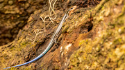 23rd Aug 2022 - Blue Tailed Skink!