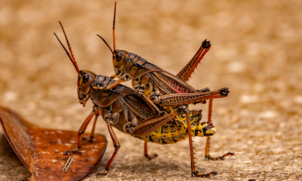 Eastern Lubber Grasshoppers Taking a Stroll! by rickster549