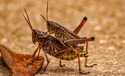 23rd Aug 2022 - Eastern Lubber Grasshoppers Taking a Stroll!