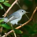 234-365 gnatcatcher by slaabs