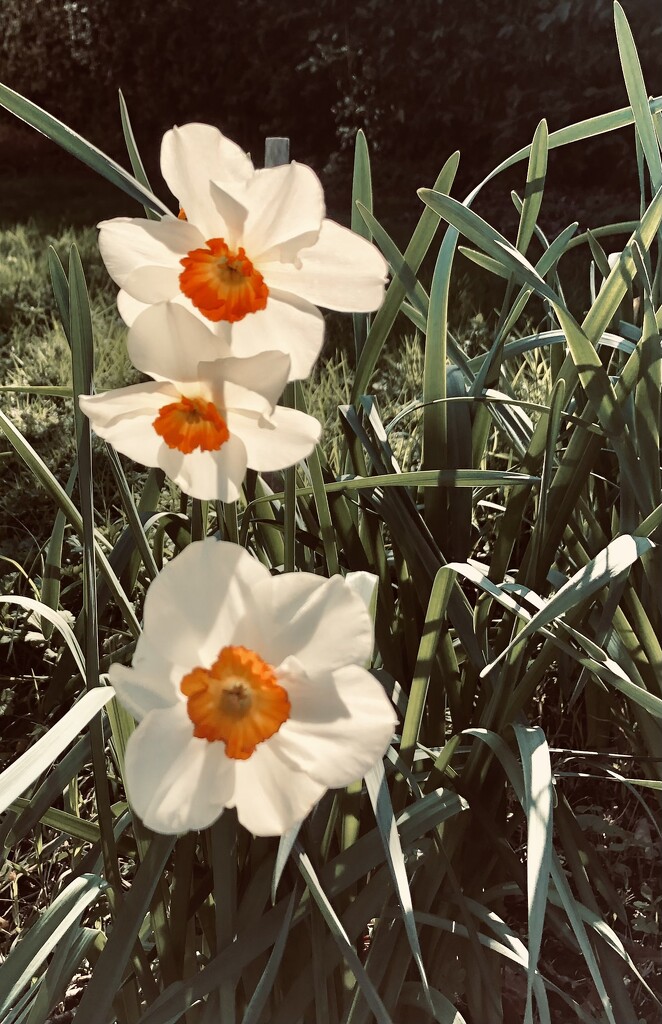 Backlit daffodils  by brigette