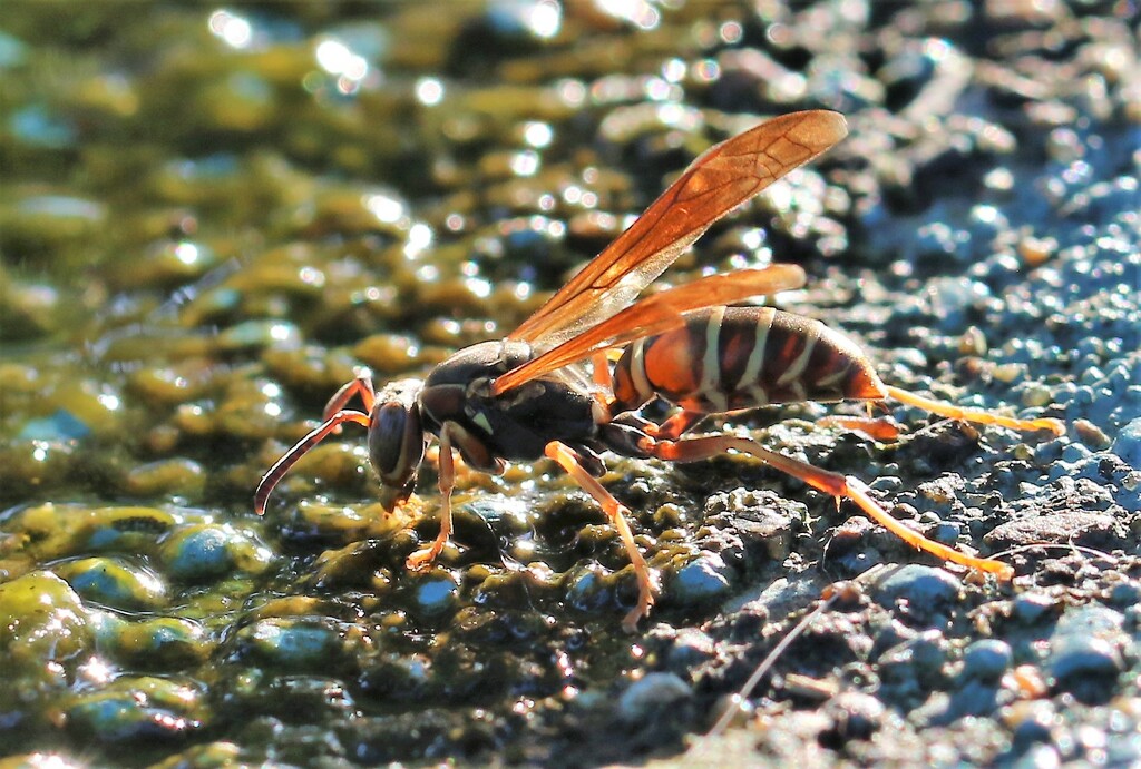 Wasp by lynnz