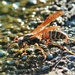 Wasp by lynnz