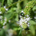 Flies on mint flowers  by parisouailleurs