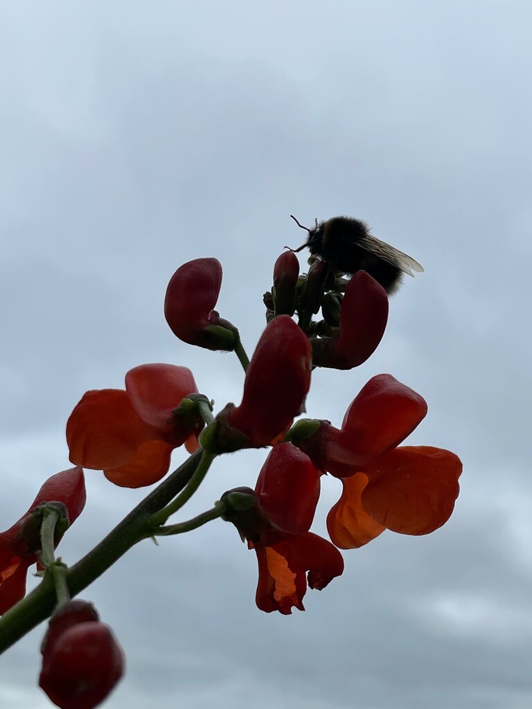 Bee on Bean by 365projectmaxine
