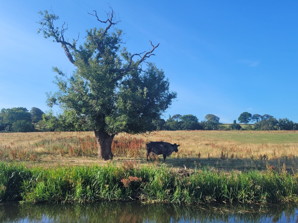 Just a cow under a tree by clearday